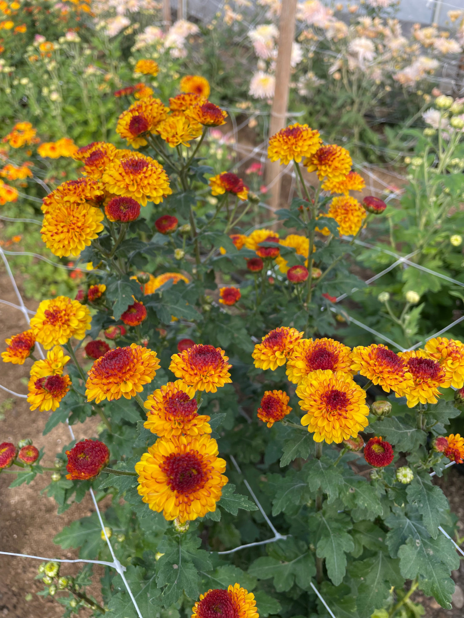 Heirloom Chrysanthemum, 'Kelvin Tatoo'