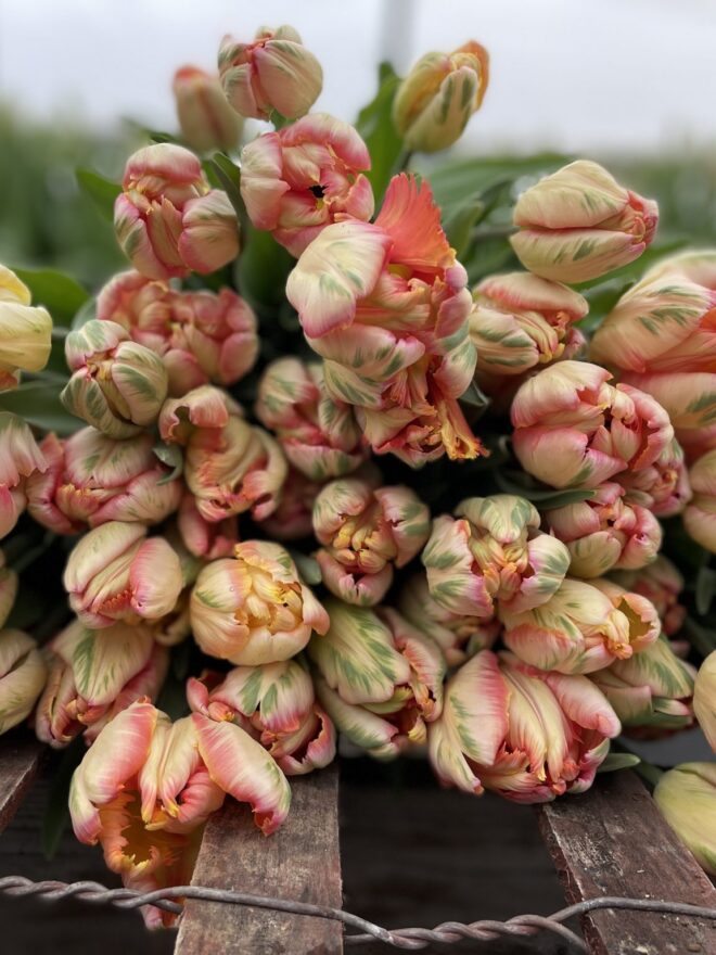 Tulip ‘Apricot Parrot'