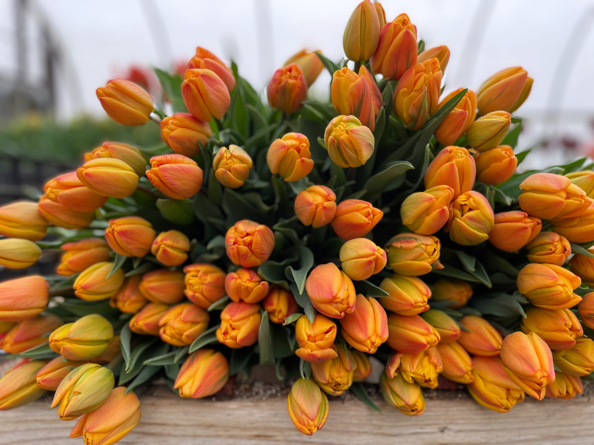 Tulip, Farmers Choice