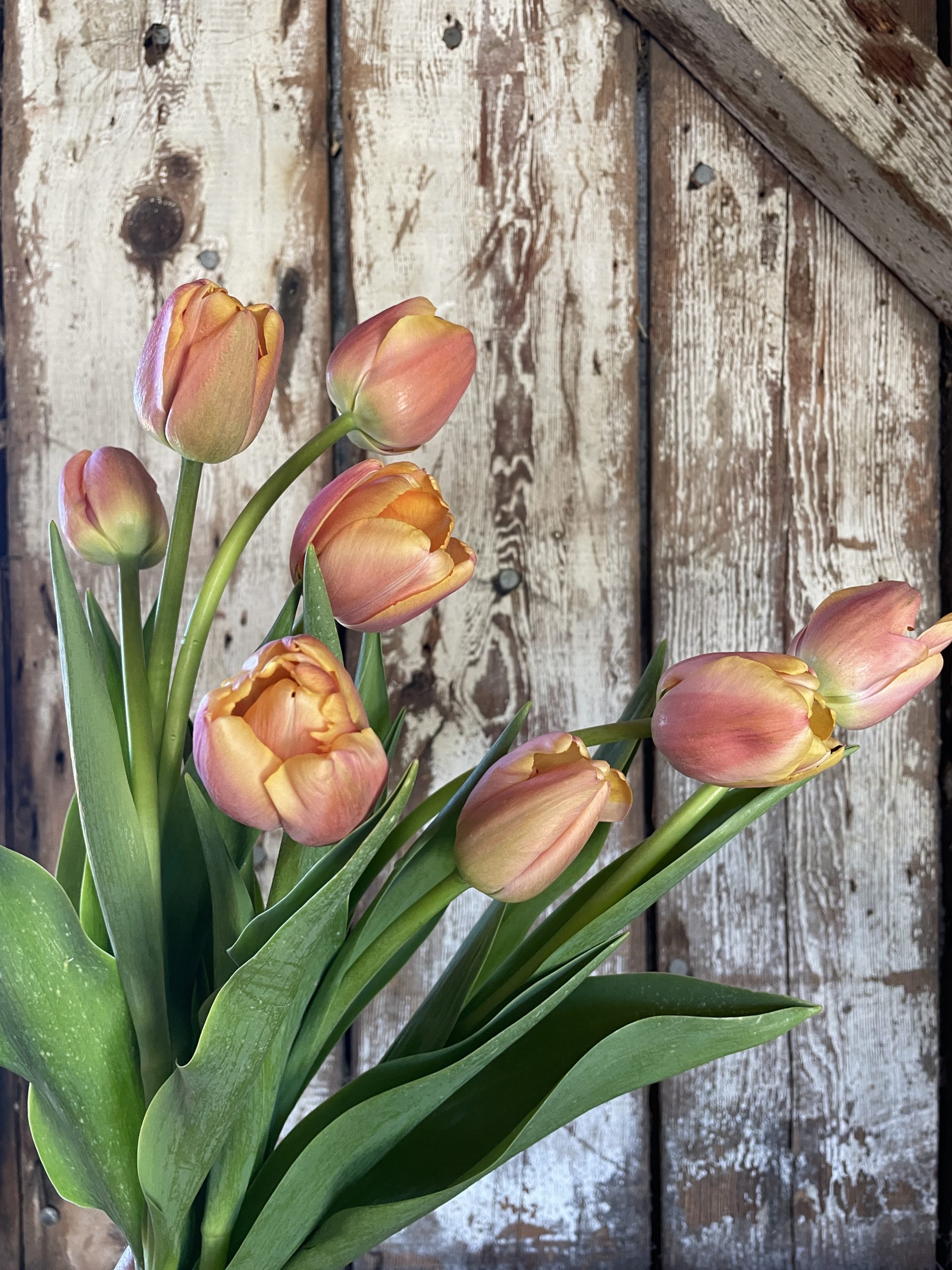 Tulip, 'Coral Pride'