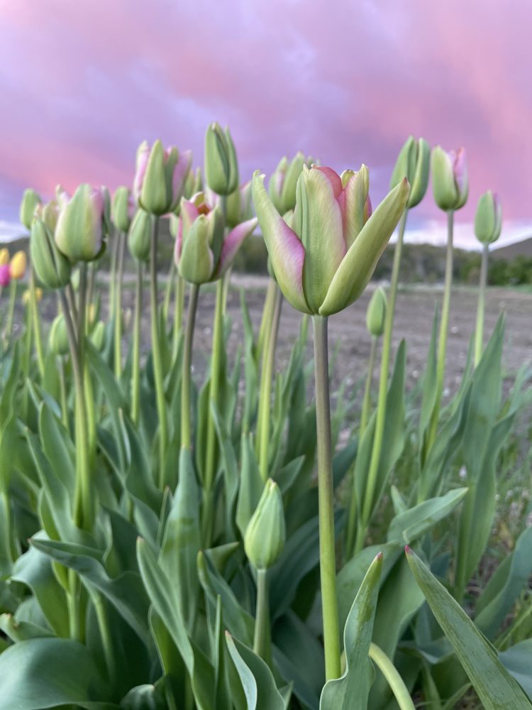 Tulip, 'Greenland'