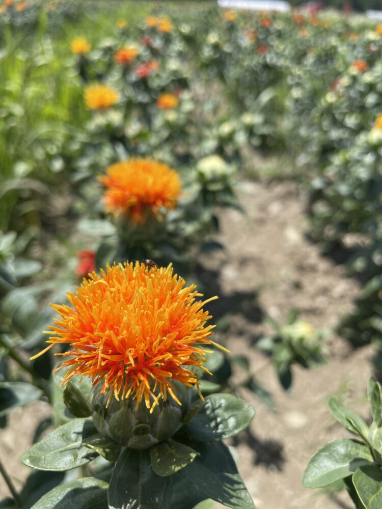 Safflower