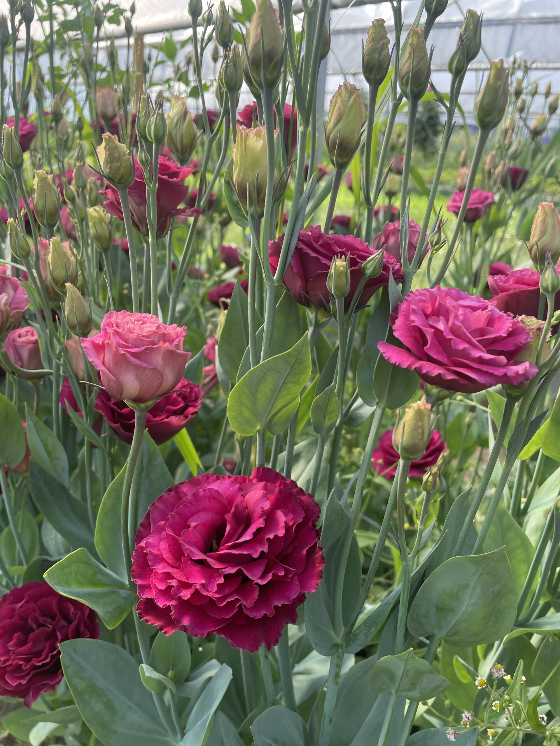 Lisianthus 'Arosa Red'