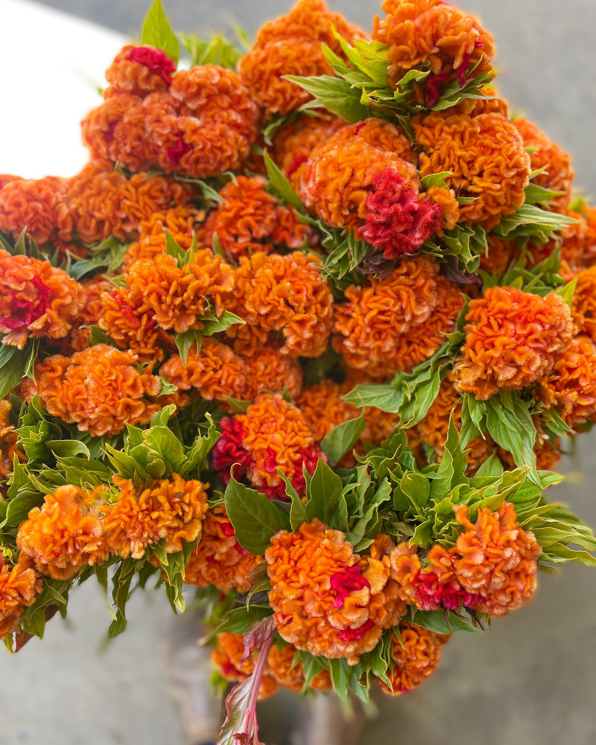 Celosia 'Orange Queen'