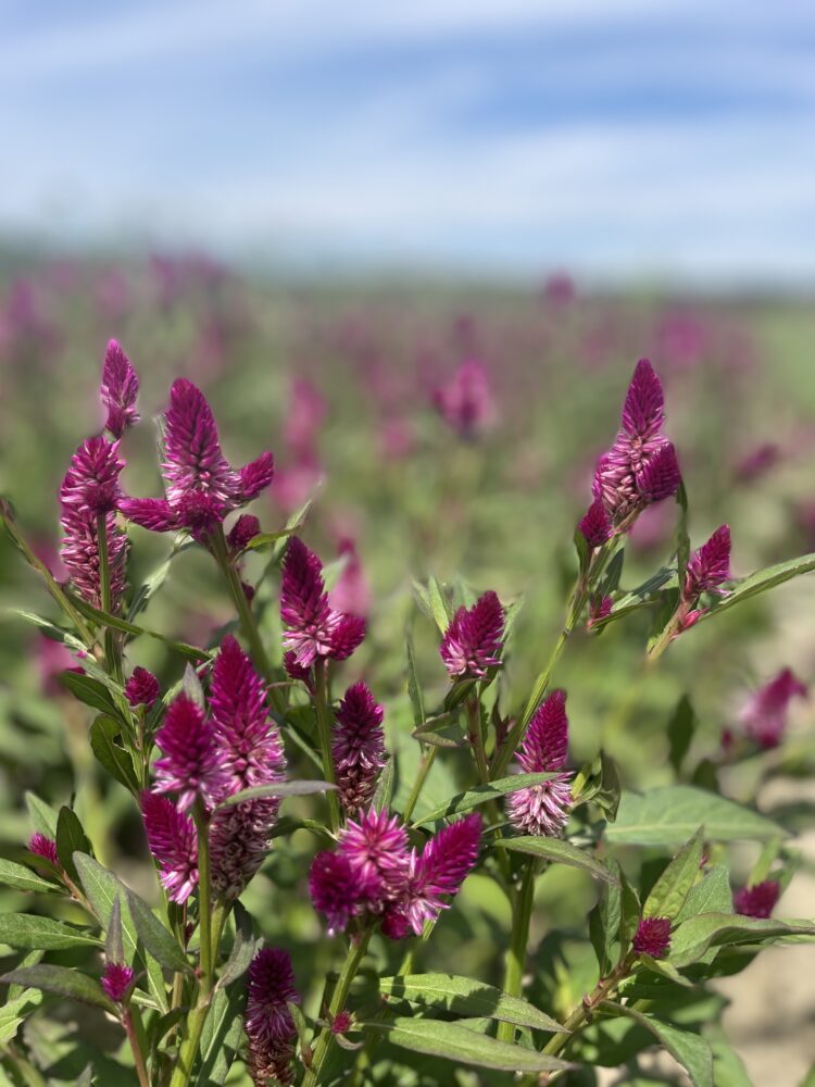 Celosia, 'Ruby Parfait'