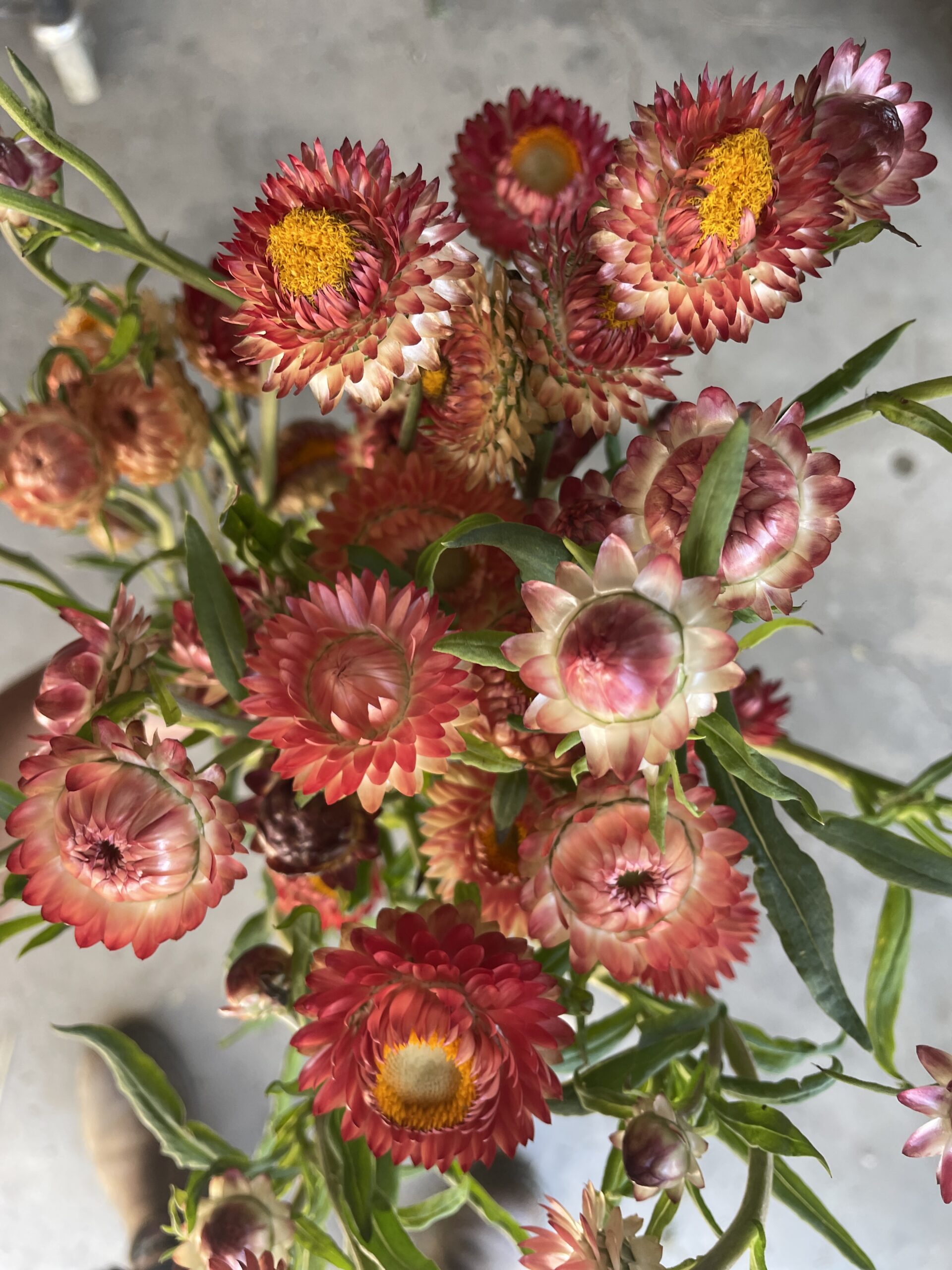 Strawflower 'Apricot/Peach'