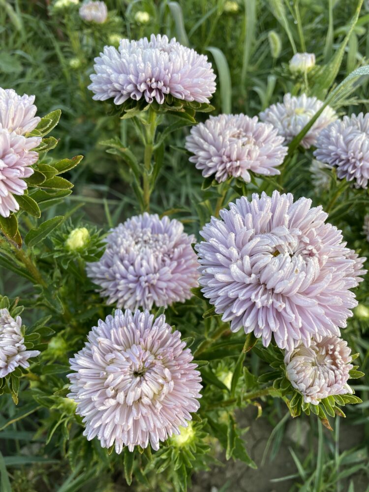 Aster 'King Size Lavender'