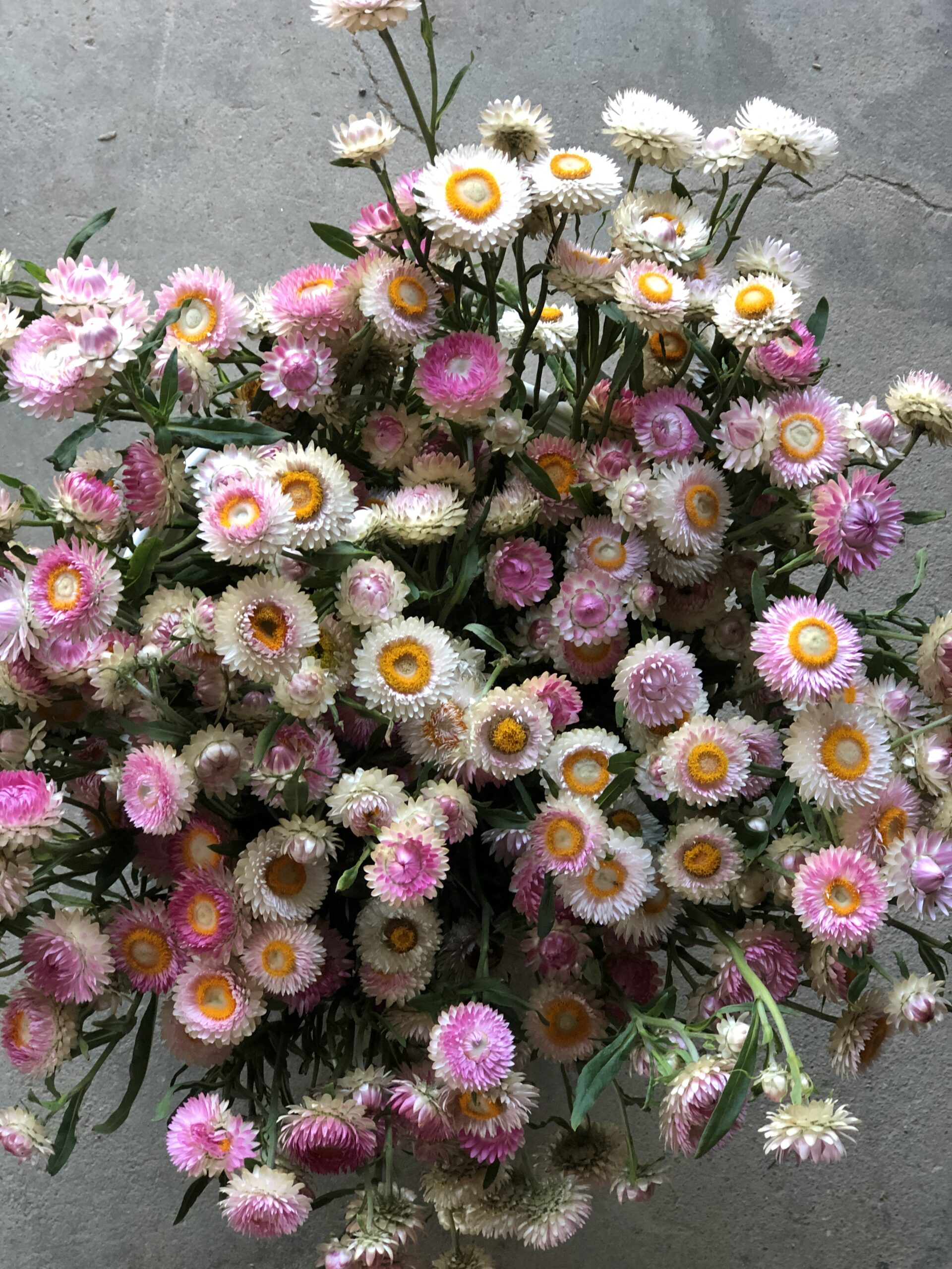 Strawflower 'Silvery Rose'