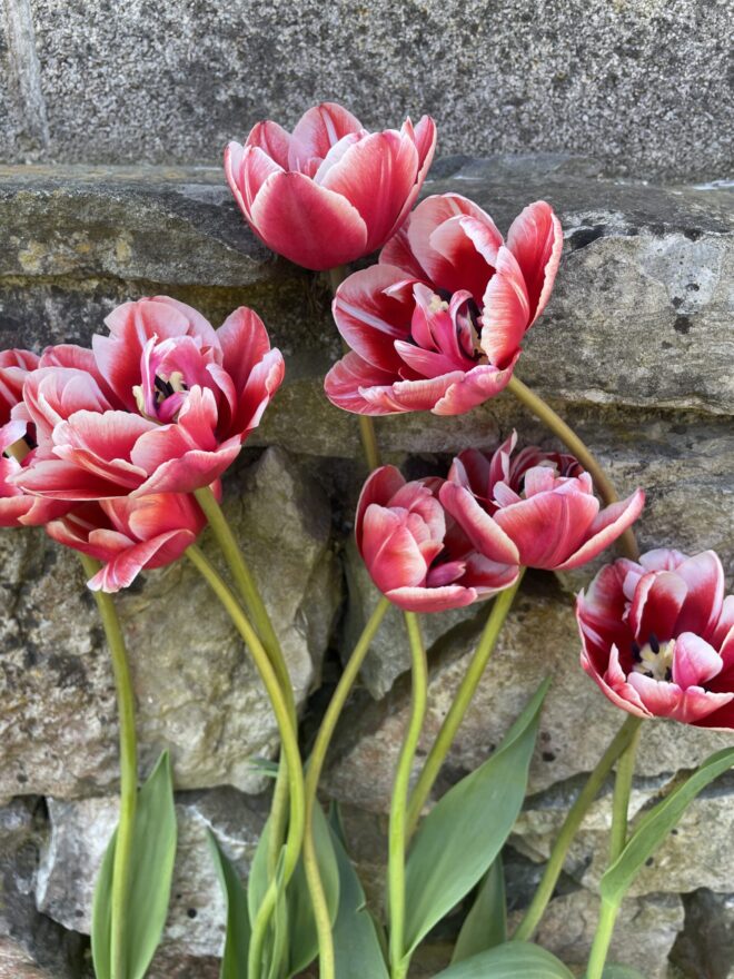 Tulip Bulbs 'Drumline'