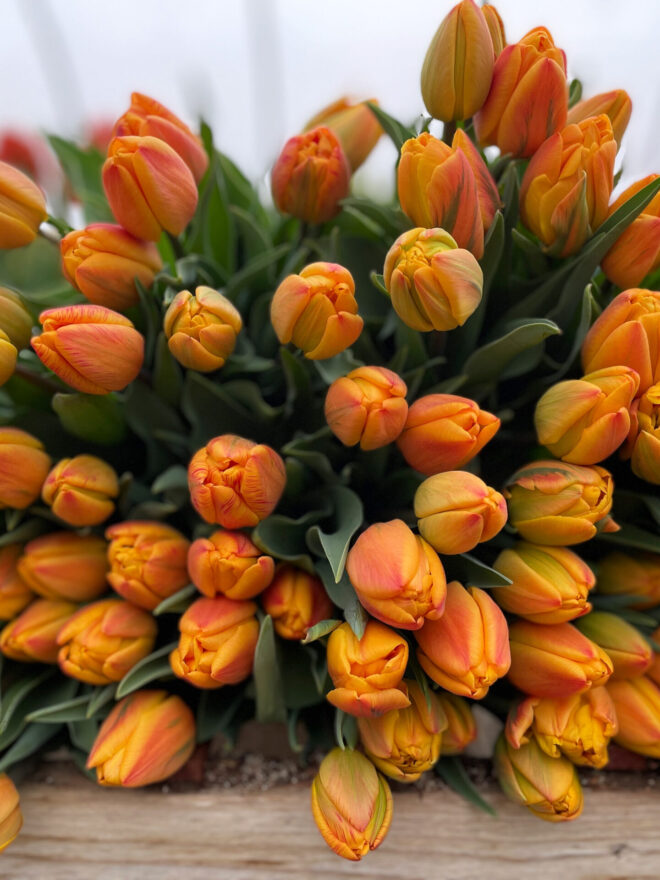 Tulip Bulbs 'Freeman'