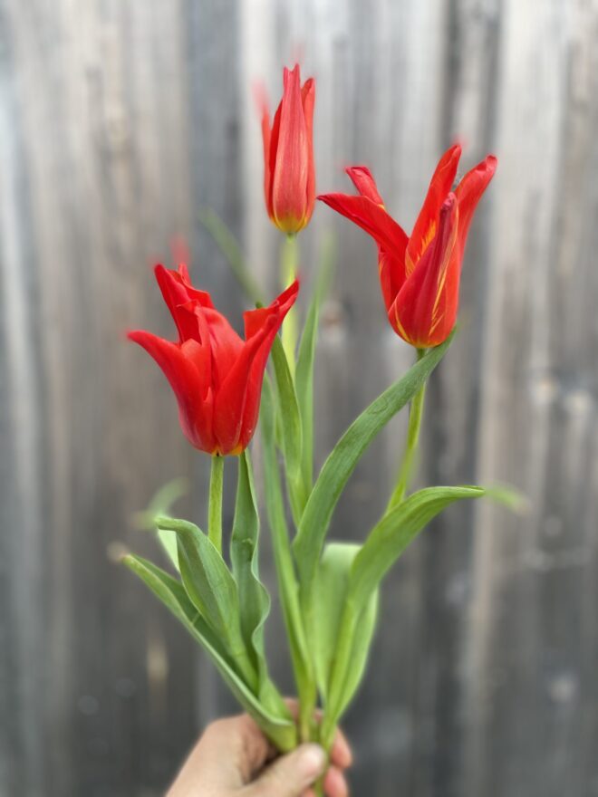 Tulip Bulbs 'Ballerina'