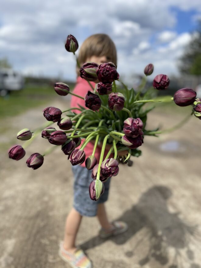 Tulip Bulbs 'Black Hero'