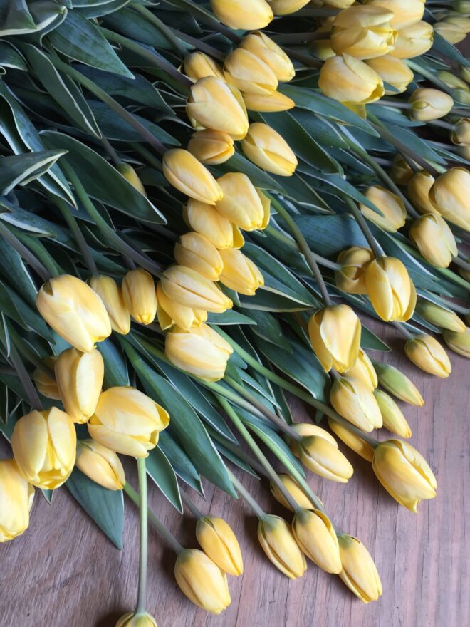 Tulip Bulbs 'Jaap Groot'