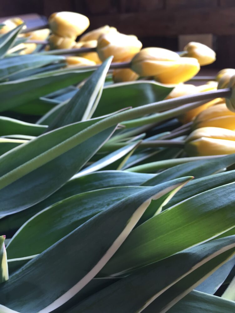 Tulip Bulbs 'Jaap Groot' - Image 2
