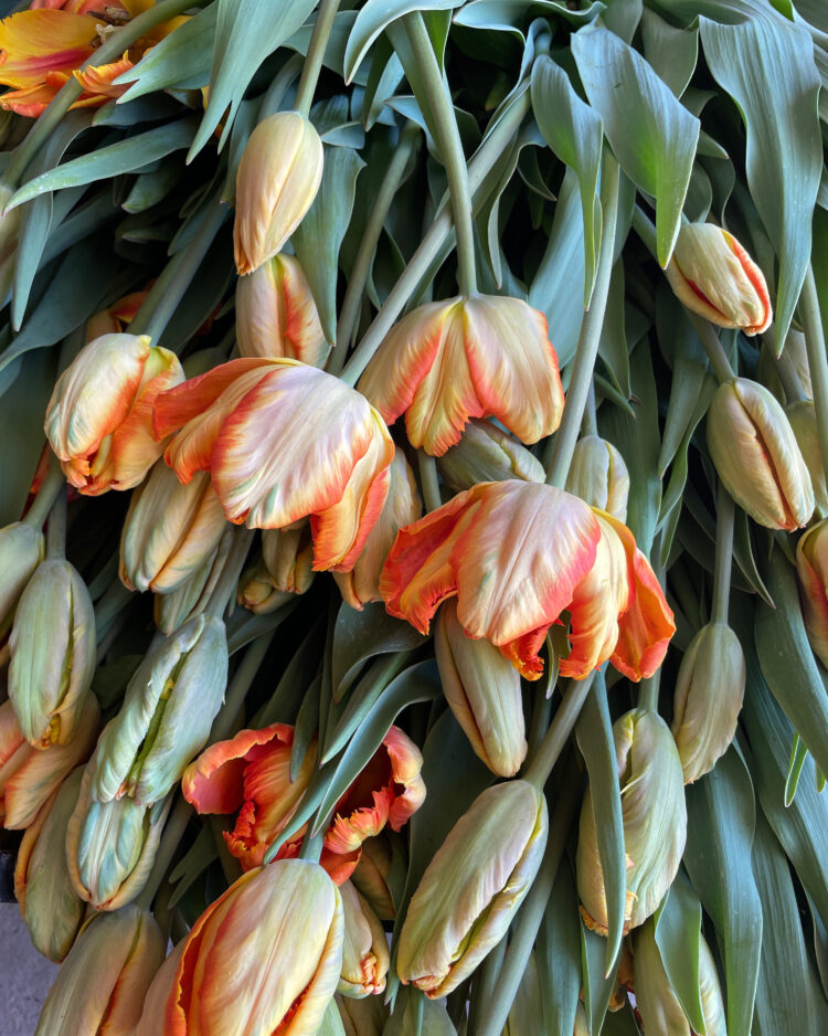 Tulip Bulbs 'Parrot King'