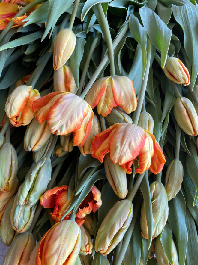 Tulip Bulbs 'Parrot King'