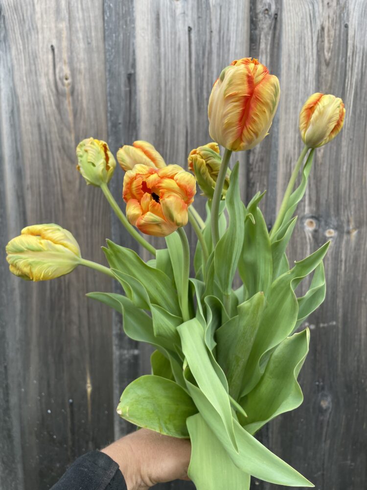 Tulip Bulbs 'Parrot King' - Image 2