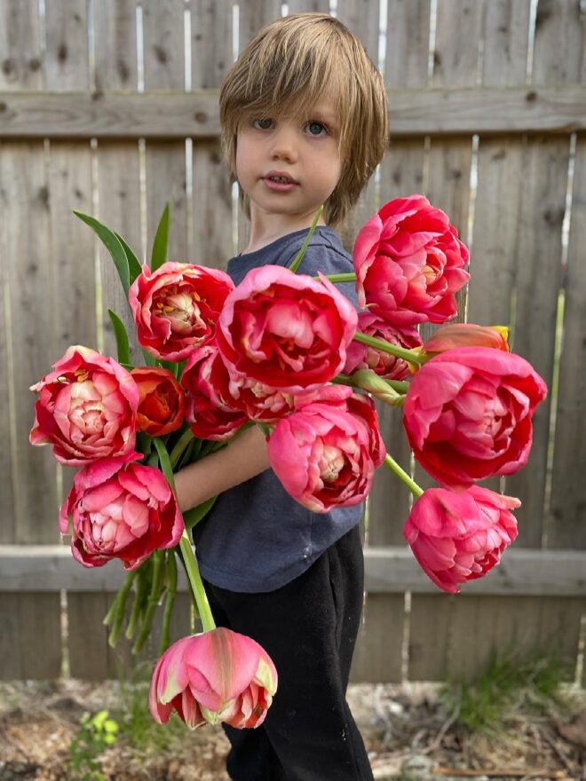 Tulip Bulbs 'Renown Unique'