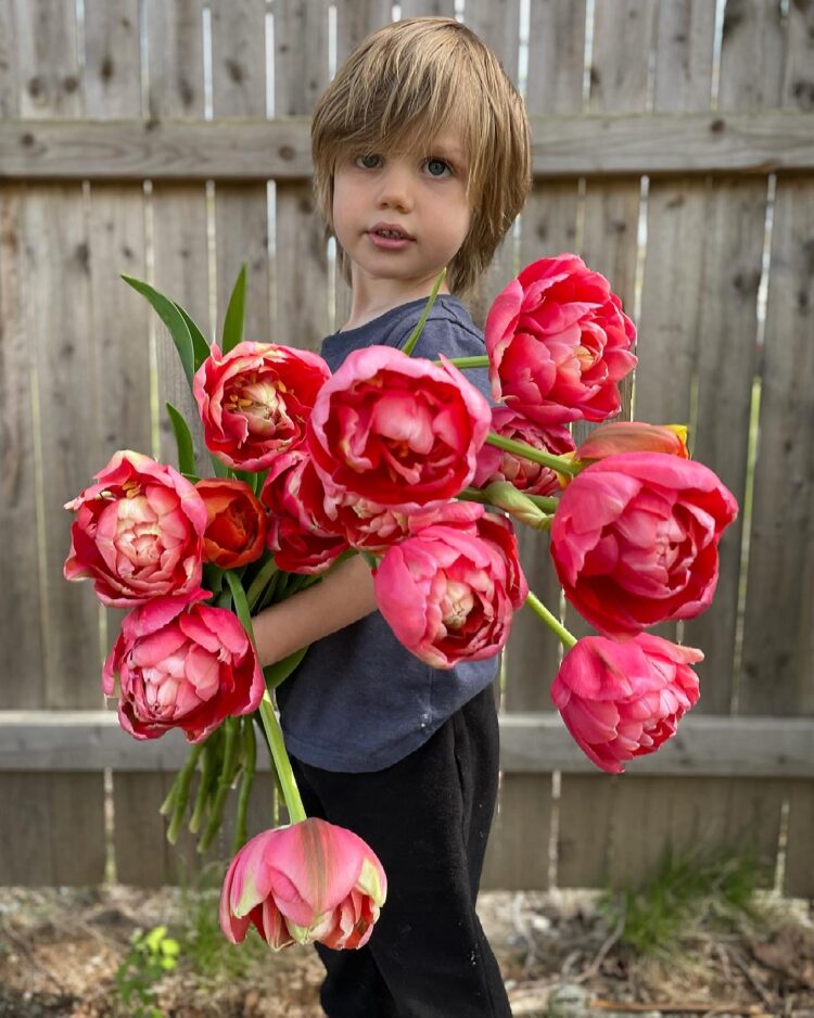 Tulip Bulbs 'Renown Unique'