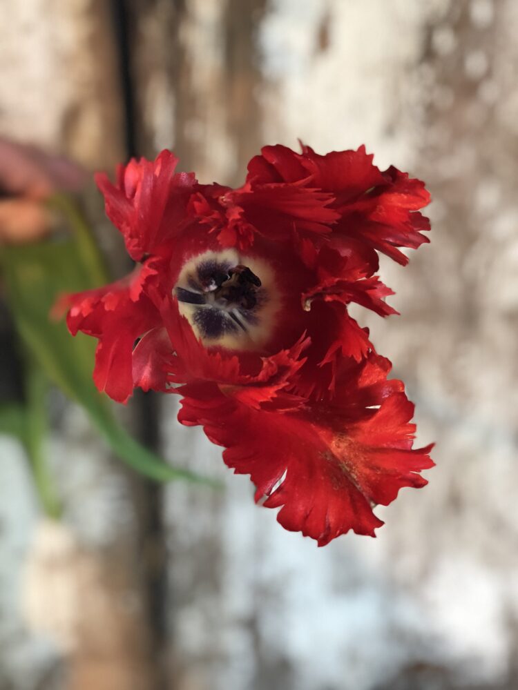 Red Flower Rococo Tulip Bulbs ‘Rococo’