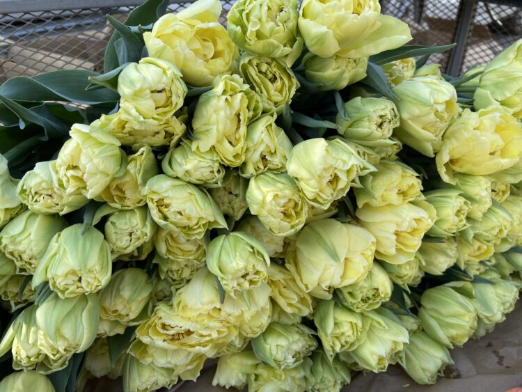 Tulip Bulbs 'Verona'