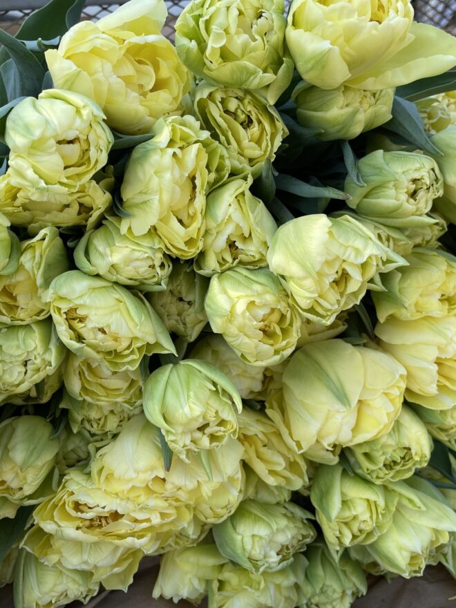 Tulip Bulbs 'Verona'