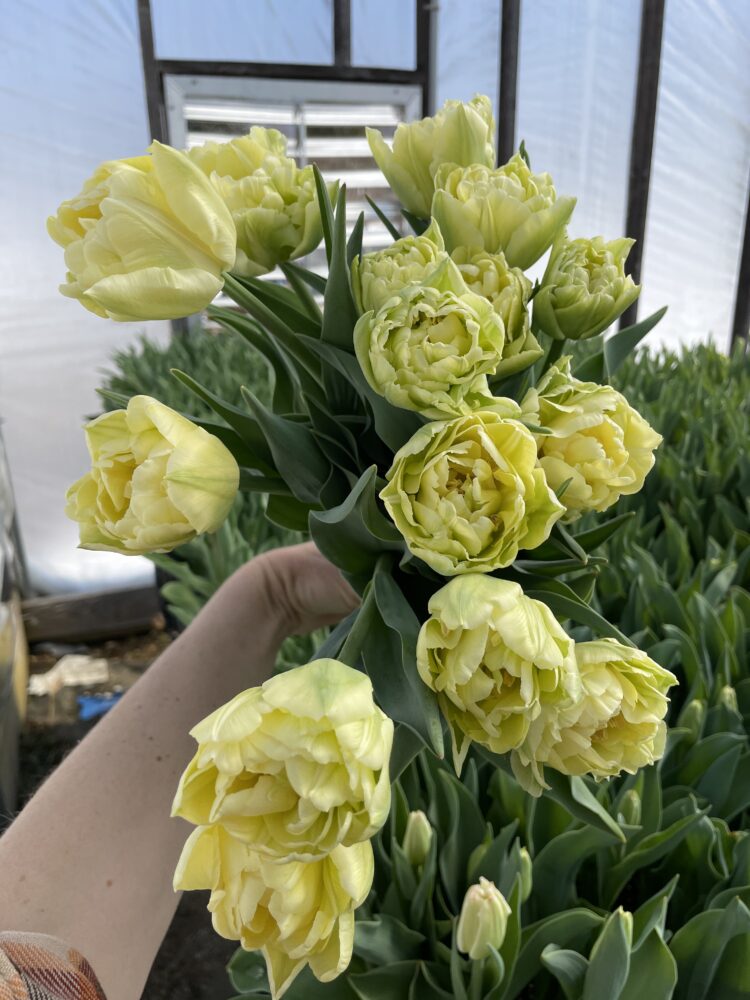 Tulip Bulbs 'Verona' - Image 2