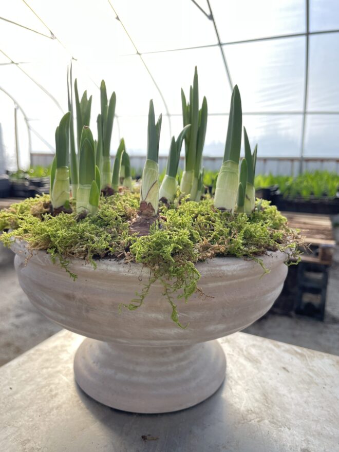 Paperwhite Whitewashed Urn