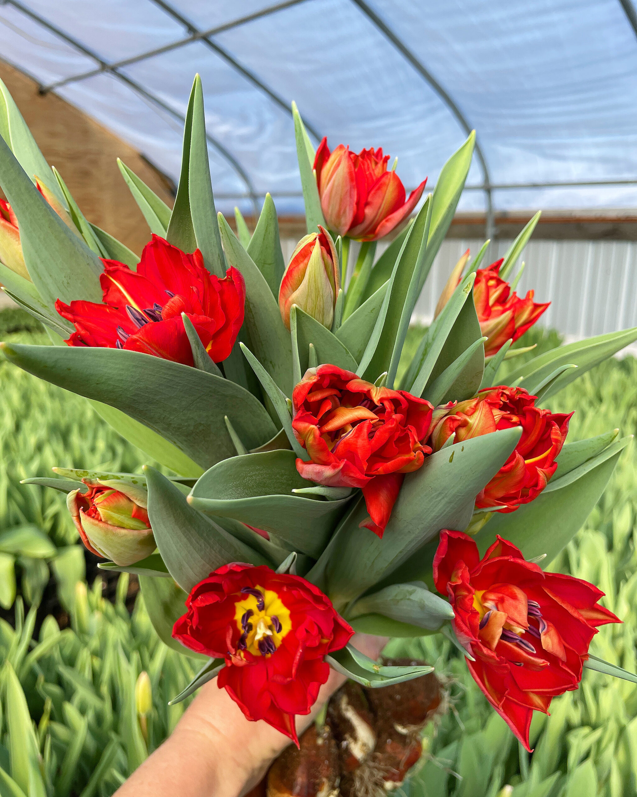 Tulip, 'Abba' - Image 2