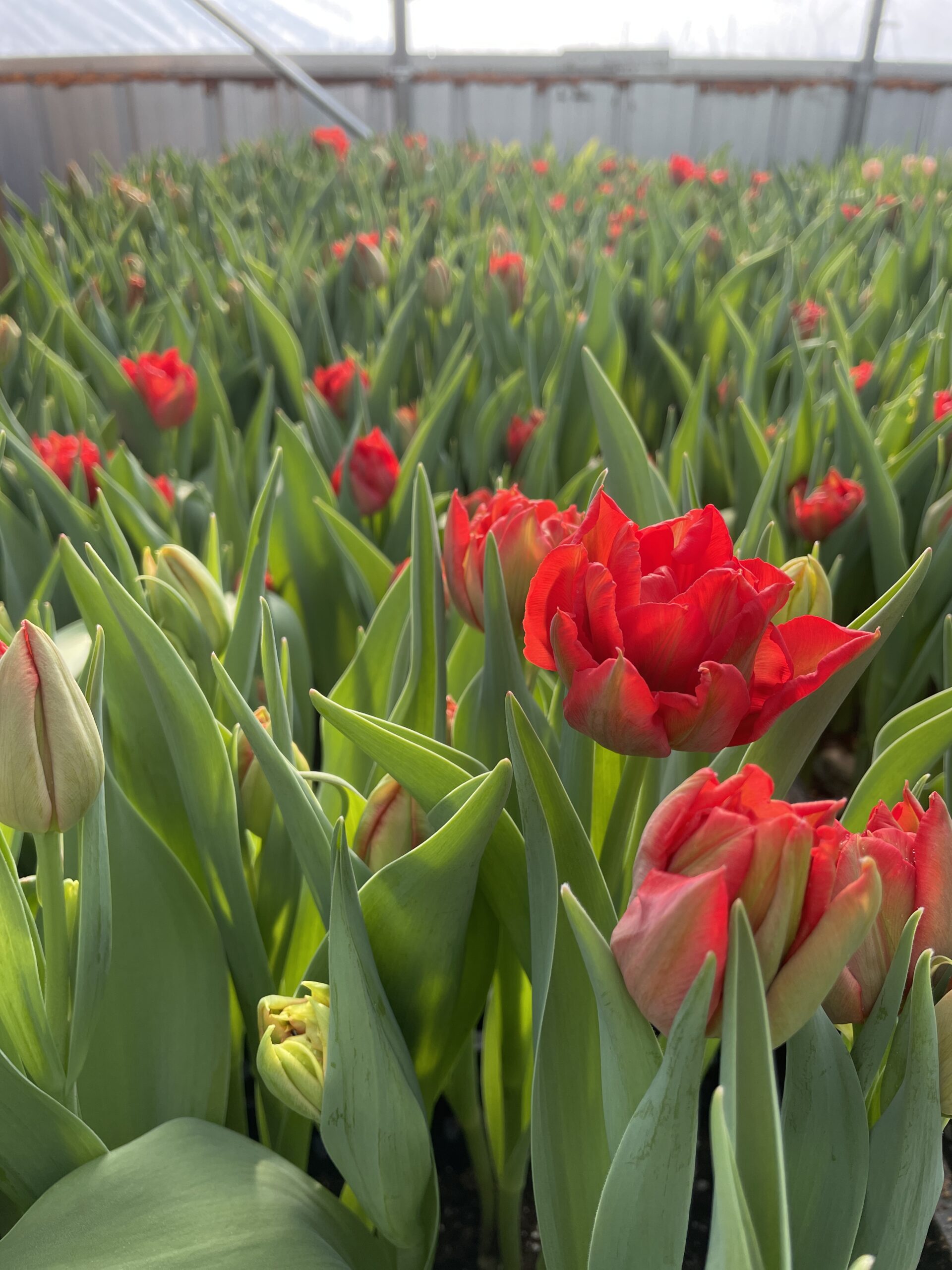 Tulip, 'Abba' - Image 3