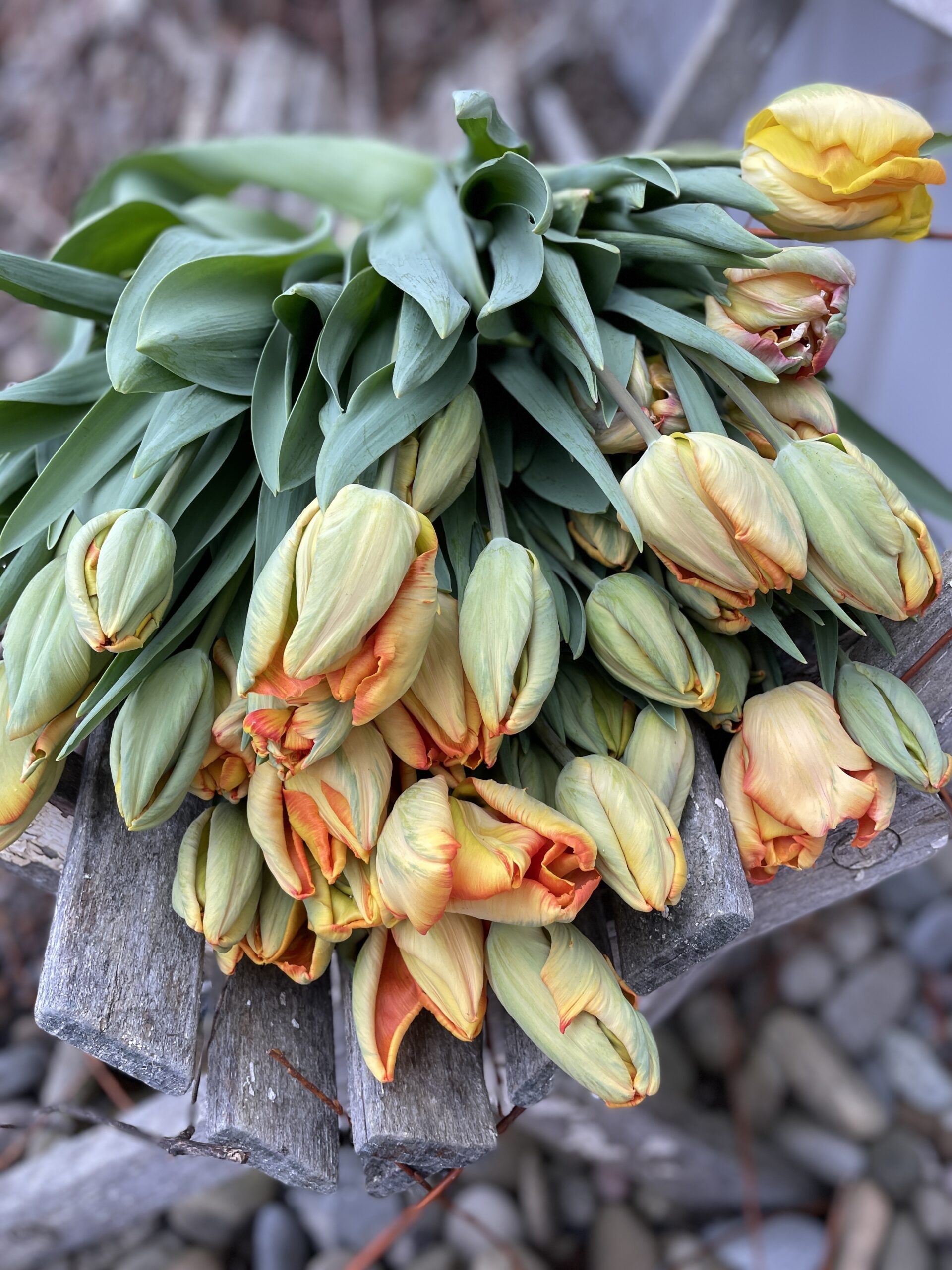 Tulip, 'Professor Rontgen'