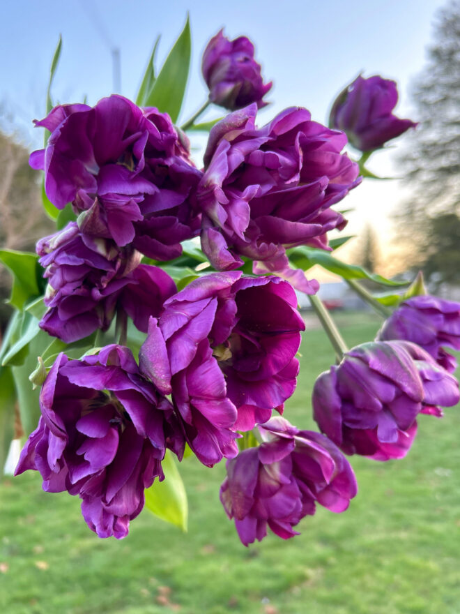 Tulip, 'Double Negrita'