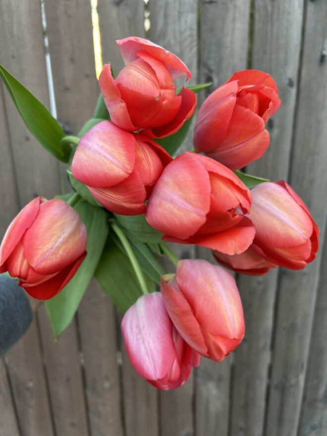 Tulip, 'Orange van Eijk'