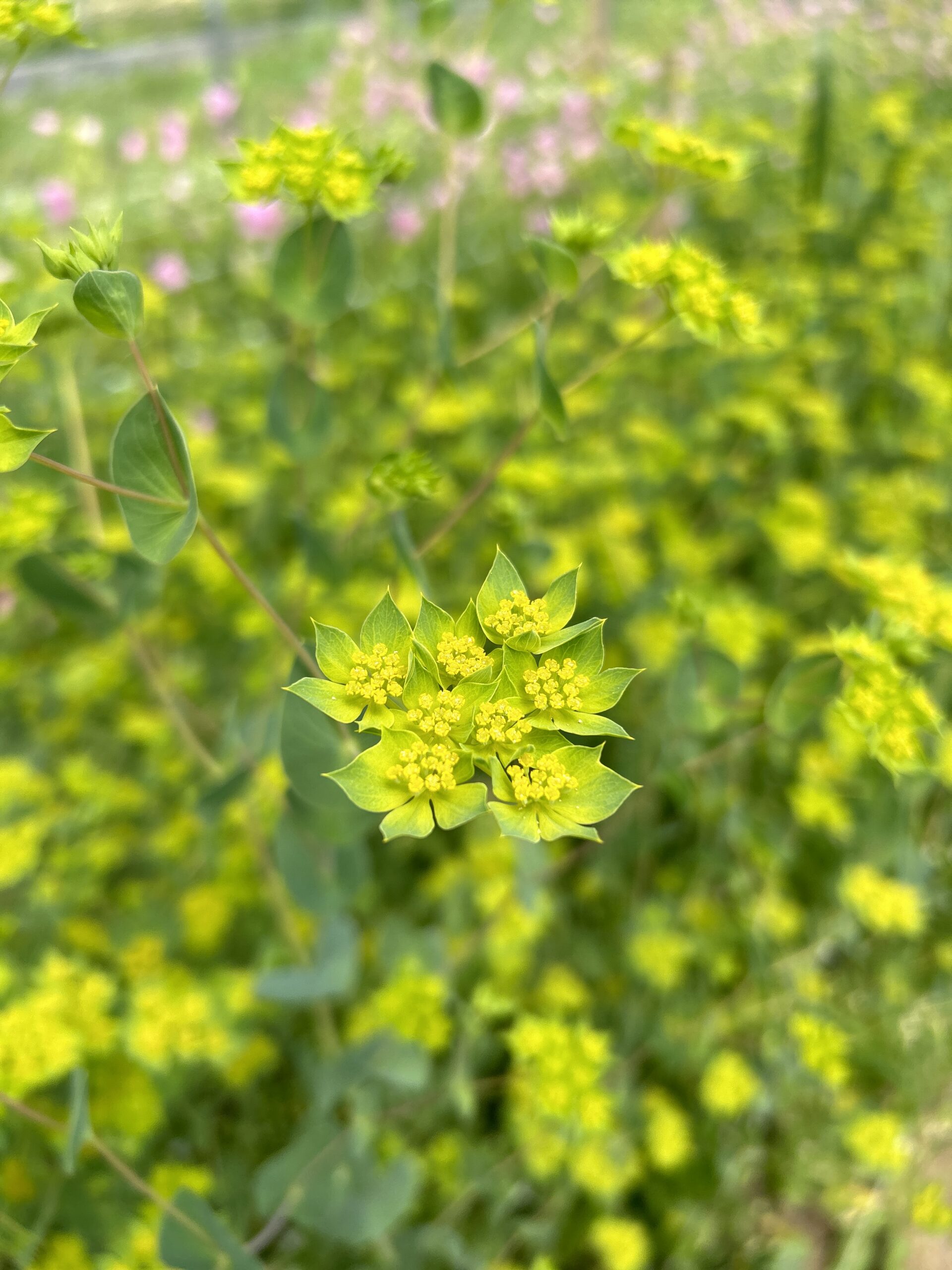 Bupleurum