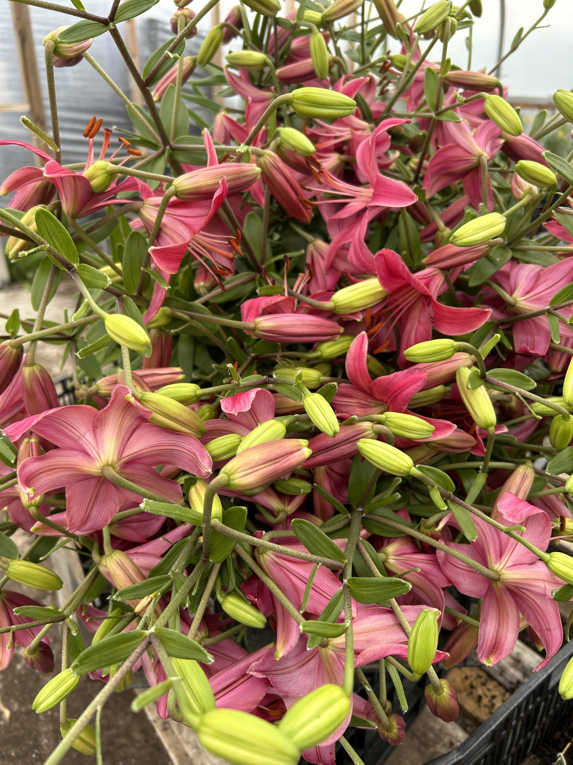 Tiger Lily 'Pink Flight' - Image 2