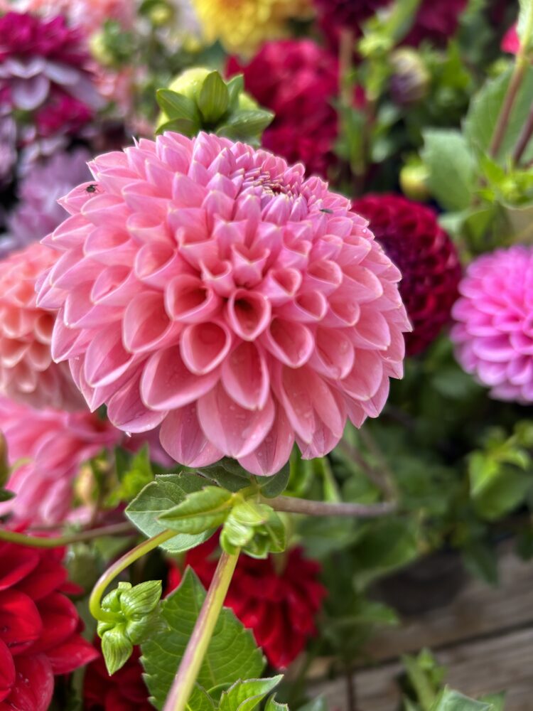 Dahlia, 'Linda's Baby'