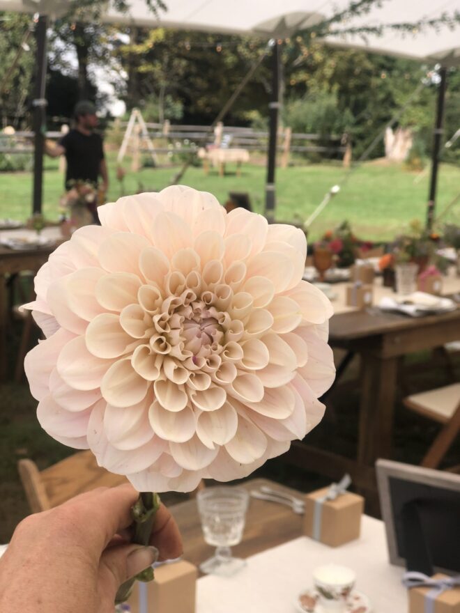 Dahlia, 'Sweet Nathalie'