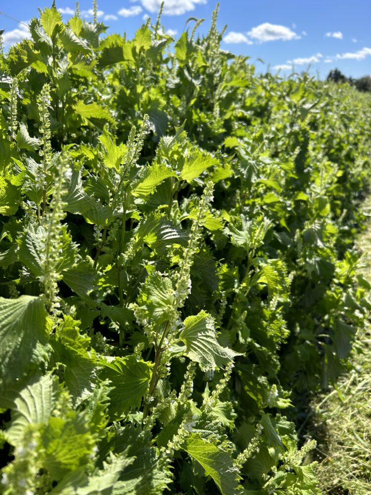 Shiso 'Green'