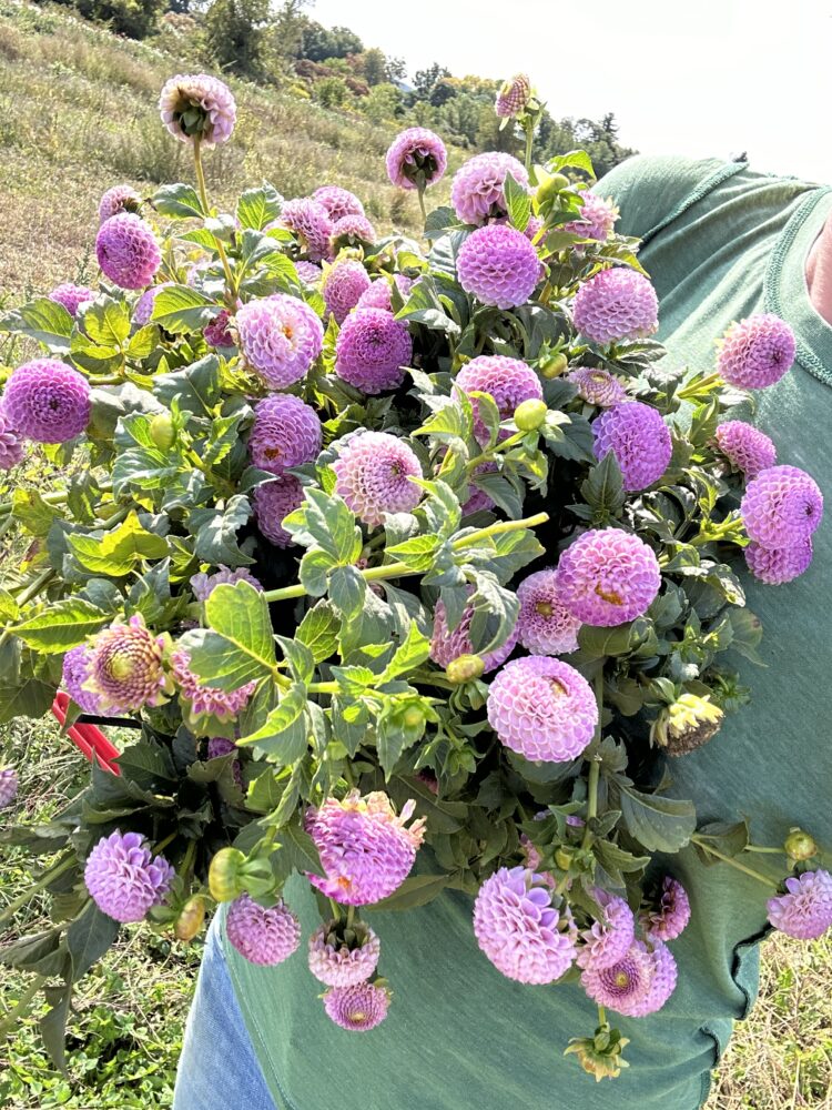 Frank Holmes, dahlia tuber - Image 2