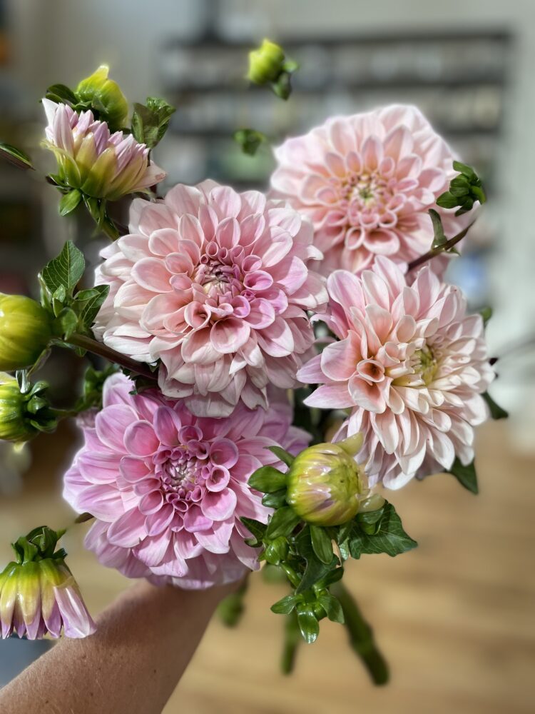 Sweet Nathalie, dahlia tuber