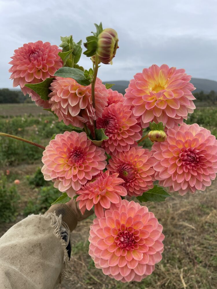 Hillcrest Suffusion, dahlia tuber