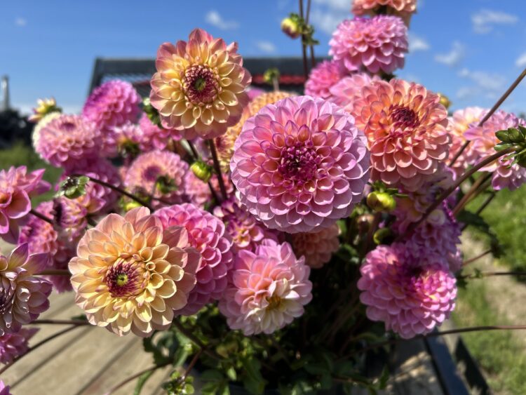 Wine Eyed Jill, dahlia tuber