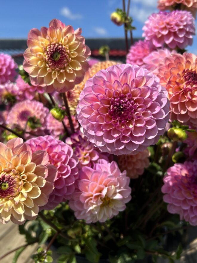 Wine Eyed Jill, dahlia tuber