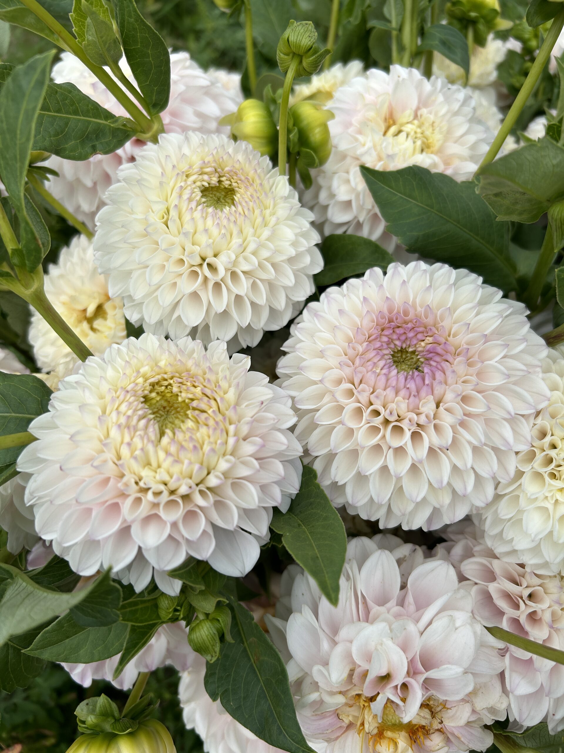 Cafe au Lait Dahlia Tubers from The Dahlia Expert