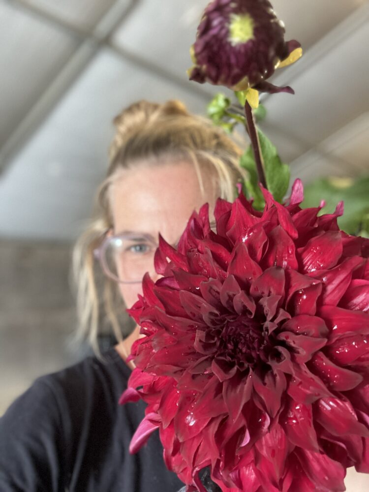 Spartacus, dahlia tuber - Image 3