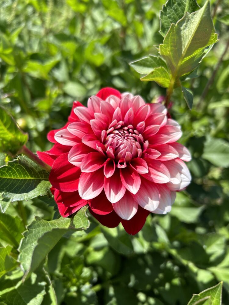 Ringo, dahlia tuber - Image 2