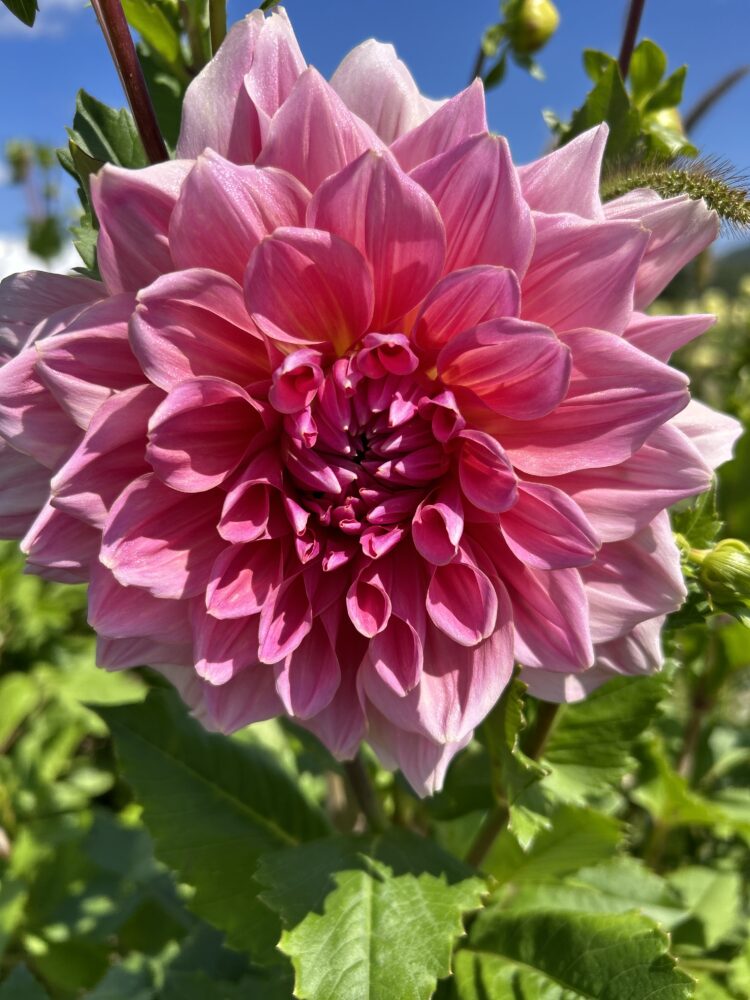 Otto's Thrill, dahlia tuber - Image 3