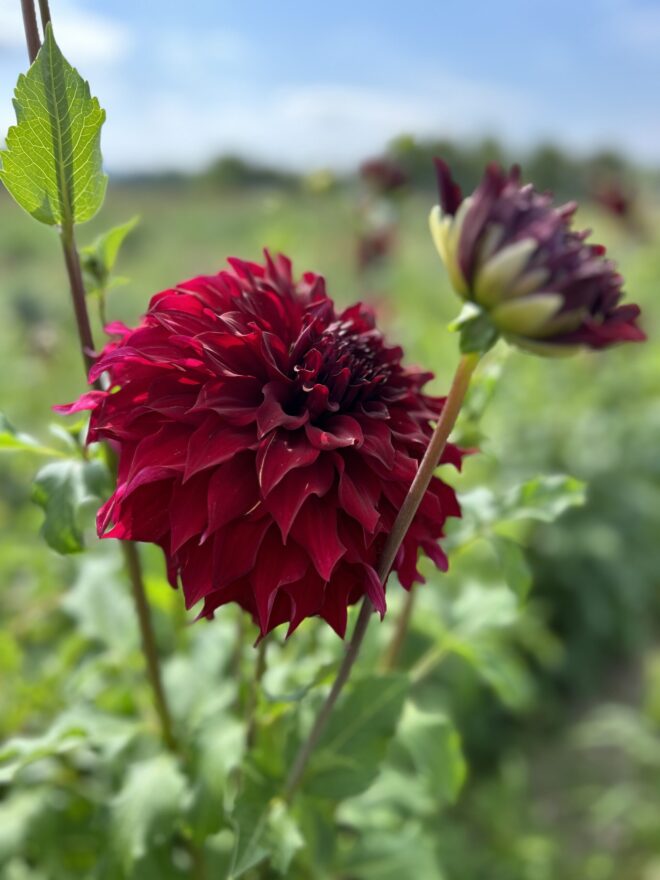 Spartacus, dahlia tuber