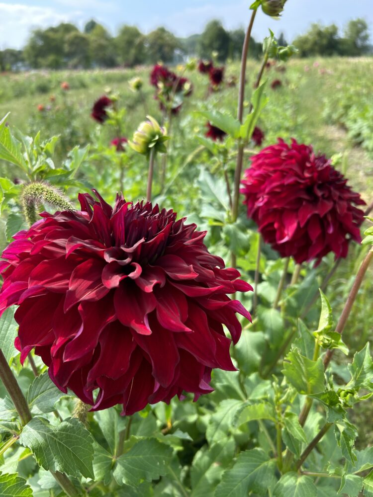 Spartacus, dahlia tuber - Image 2