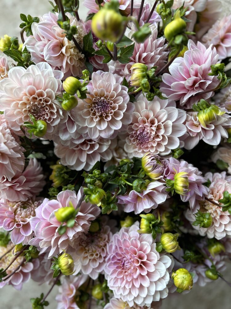 Sweet Nathalie, dahlia tuber - Image 3